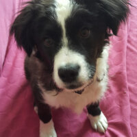 Border Collie, Köpek  Pars fotoğrafı