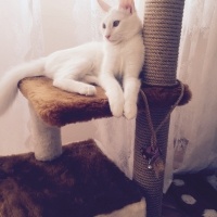 Ankara Kedisi, Kedi  Lola  fotoğrafı