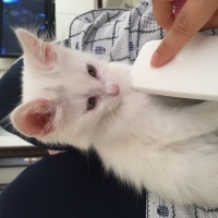 Ankara Kedisi, Kedi  Lola  fotoğrafı