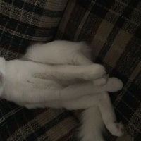 Ankara Kedisi, Kedi  Lola  fotoğrafı