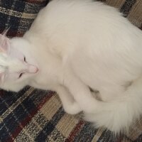 Ankara Kedisi, Kedi  Lola  fotoğrafı