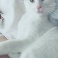 Ankara Kedisi, Kedi  Lola  fotoğrafı