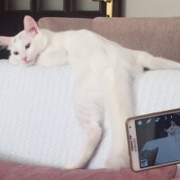 Ankara Kedisi, Kedi  Lola  fotoğrafı