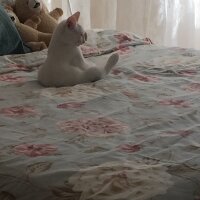 Ankara Kedisi, Kedi  Lola  fotoğrafı