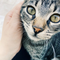 Tekir Kedi, Kedi  Eva fotoğrafı