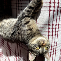 Tekir Kedi, Kedi  Eva fotoğrafı