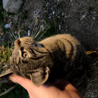 Tekir Kedi, Kedi  Eva fotoğrafı