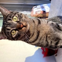 Tekir Kedi, Kedi  Eva fotoğrafı