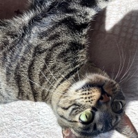 Tekir Kedi, Kedi  Eva fotoğrafı