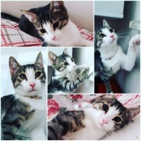 Tekir Kedi, Kedi  recel fotoğrafı