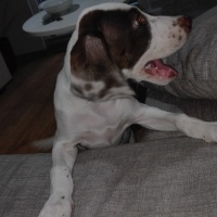 Pointer, Köpek  Sisi fotoğrafı