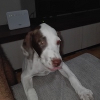 Pointer, Köpek  Sisi fotoğrafı