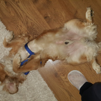 Golden Retriever, Köpek  romeo fotoğrafı