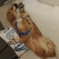 Golden Retriever, Köpek  romeo fotoğrafı