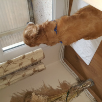 Golden Retriever, Köpek  romeo fotoğrafı