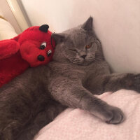 British Shorthair, Kedi  şans fotoğrafı