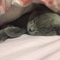 British Shorthair, Kedi  şans fotoğrafı