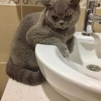 British Shorthair, Kedi  şans fotoğrafı