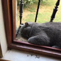 British Shorthair, Kedi  şans fotoğrafı