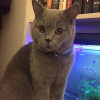 British Shorthair, Kedi  şans fotoğrafı