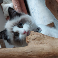 Ragdoll, Kedi  Misscat fotoğrafı