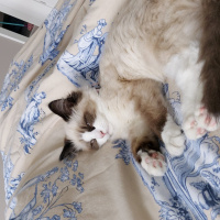 Ragdoll, Kedi  Misscat fotoğrafı
