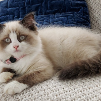 Ragdoll, Kedi  Misscat fotoğrafı