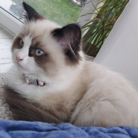 Ragdoll, Kedi  Misscat fotoğrafı