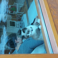 Ragdoll, Kedi  Misscat fotoğrafı