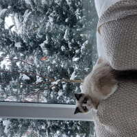 Ragdoll, Kedi  Misscat fotoğrafı