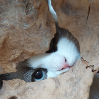 Ragdoll, Kedi  Misscat fotoğrafı
