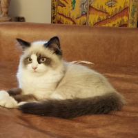 Ragdoll, Kedi  Misscat fotoğrafı