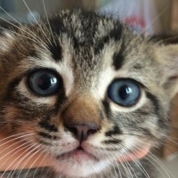 Tekir Kedi, Kedi  Rıza fotoğrafı