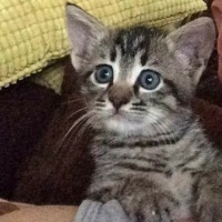 Tekir Kedi, Kedi  Rıza fotoğrafı