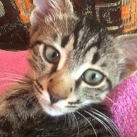 Tekir Kedi, Kedi  Rıza fotoğrafı