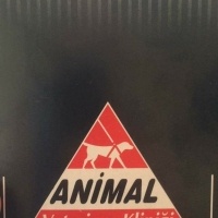 Tekir Kedi, Kedi  Rıza fotoğrafı