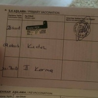 Tekir Kedi, Kedi  Rıza fotoğrafı