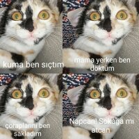 Tekir Kedi, Kedi  Mira fotoğrafı