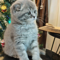 Scottish Fold, Kedi  Dobby fotoğrafı