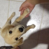 Golden Retriever, Köpek  Paro fotoğrafı