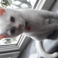 British Shorthair, Kedi  Yumak fotoğrafı