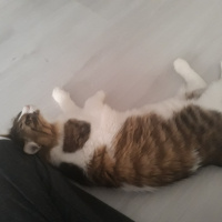 Tekir Kedi, Kedi  Şirin fotoğrafı