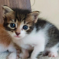 Tekir Kedi, Kedi  Turşu fotoğrafı