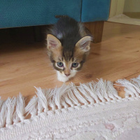 Tekir Kedi, Kedi  Turşu fotoğrafı
