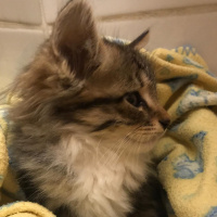 Tekir Kedi, Kedi  Oscar fotoğrafı