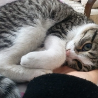 Tekir Kedi, Kedi  EROS fotoğrafı