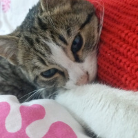 Tekir Kedi, Kedi  EROS fotoğrafı