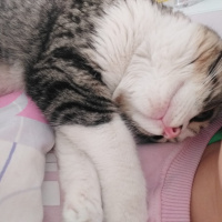 Tekir Kedi, Kedi  EROS fotoğrafı