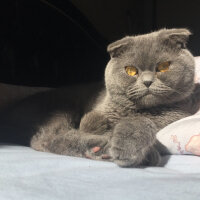 Scottish Fold, Kedi  Max fotoğrafı