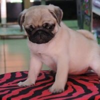 Pug, Köpek  yok fotoğrafı